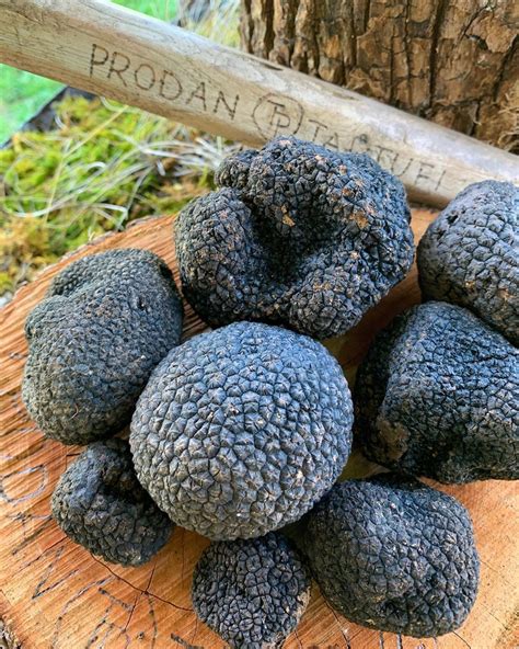nấm truffle giá